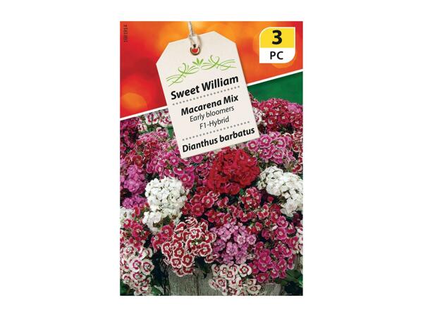 Assorted Large Seeds - Vegetables and Flowers