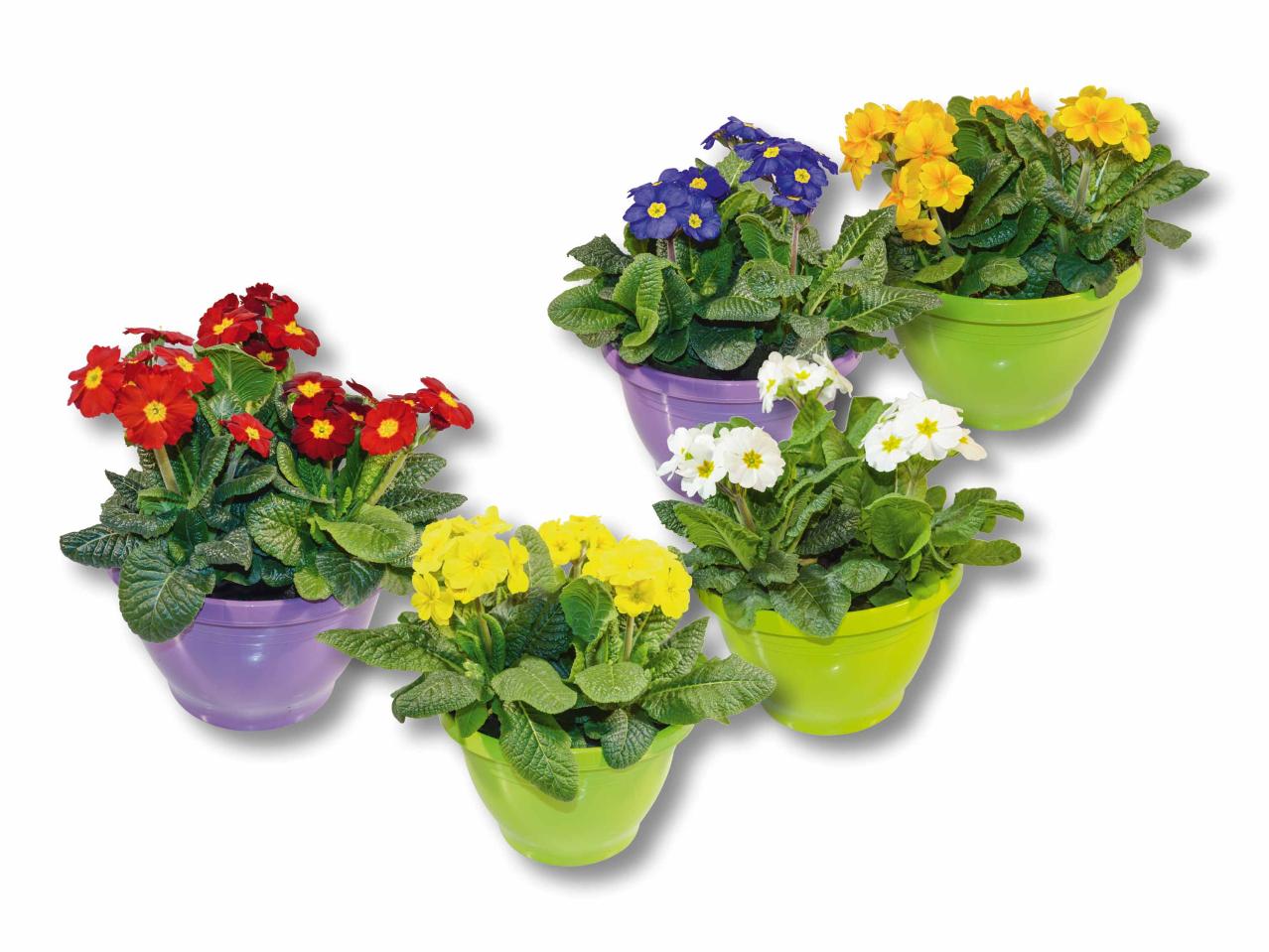 Primevère dans un pot