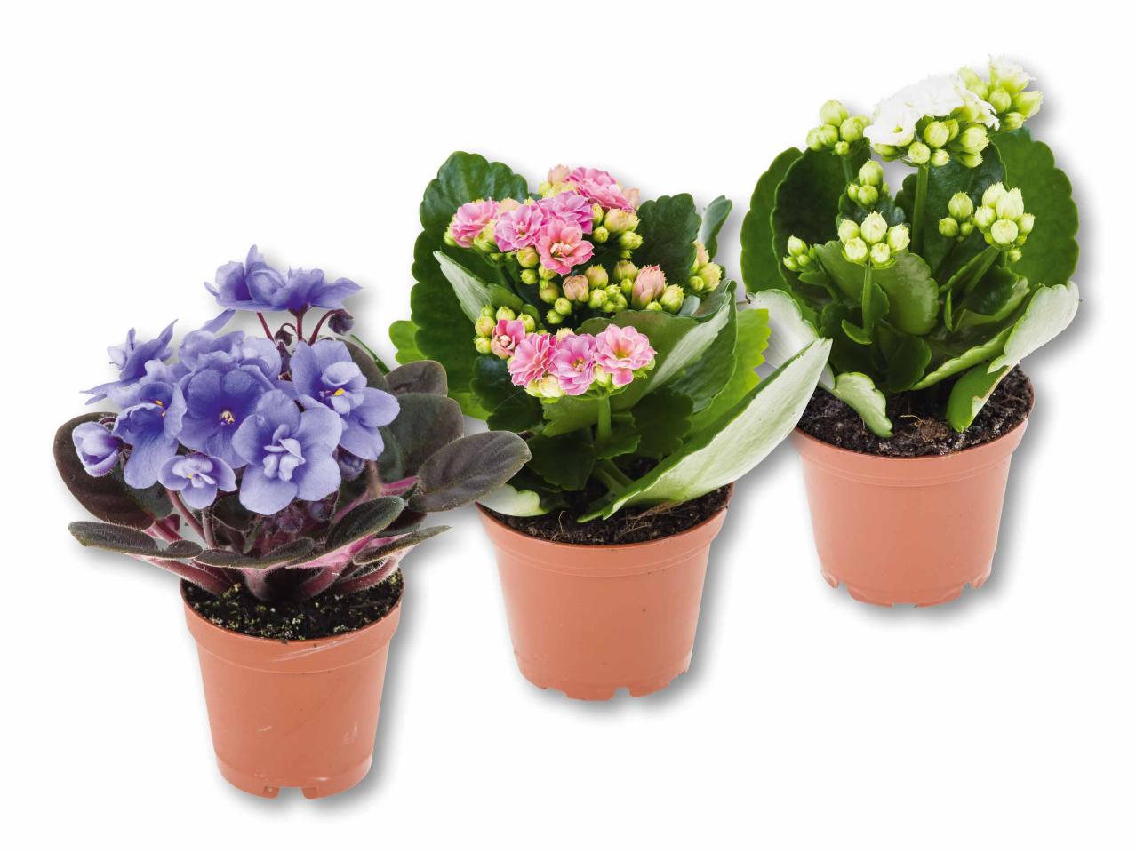 Mini plante à fleurs