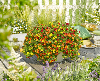 Balkonblumen Trio