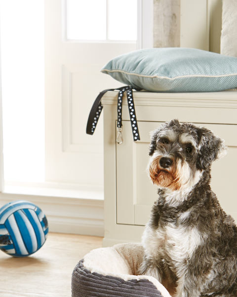 Pet Collection Collar & Lead Set