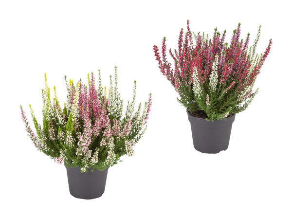 Bruyère tricolore (Calluna vulgaris)