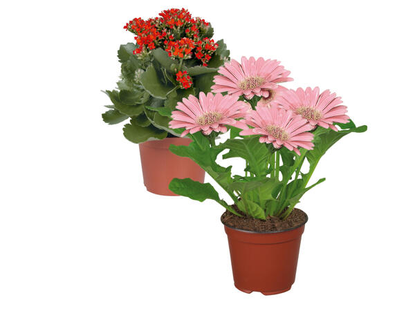 Flowering plants