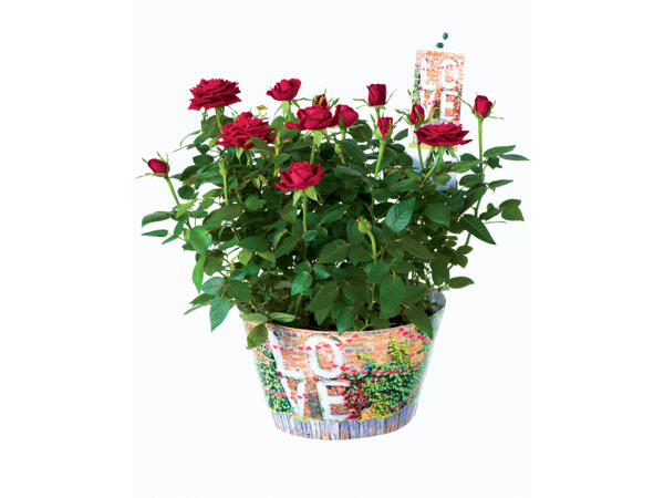 Roses in "Love" decorative pot