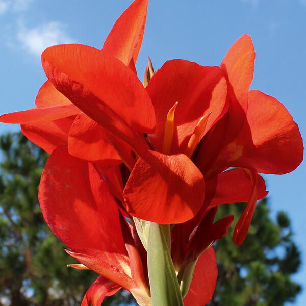 Blühende Canna