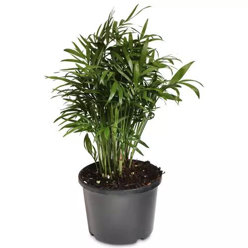 Assorted Indoor Plant