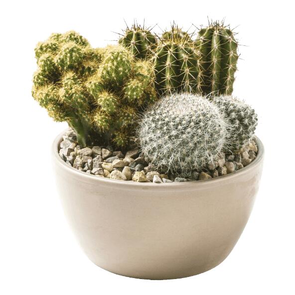 Cactus- en vetplantcompositie