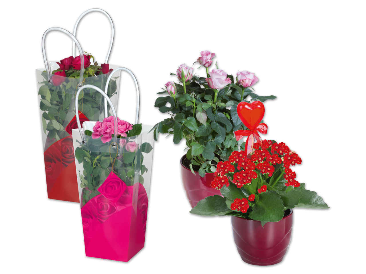 Topfrose in Henkeltasche/Topfrose oder Kalanchoe in Keramik