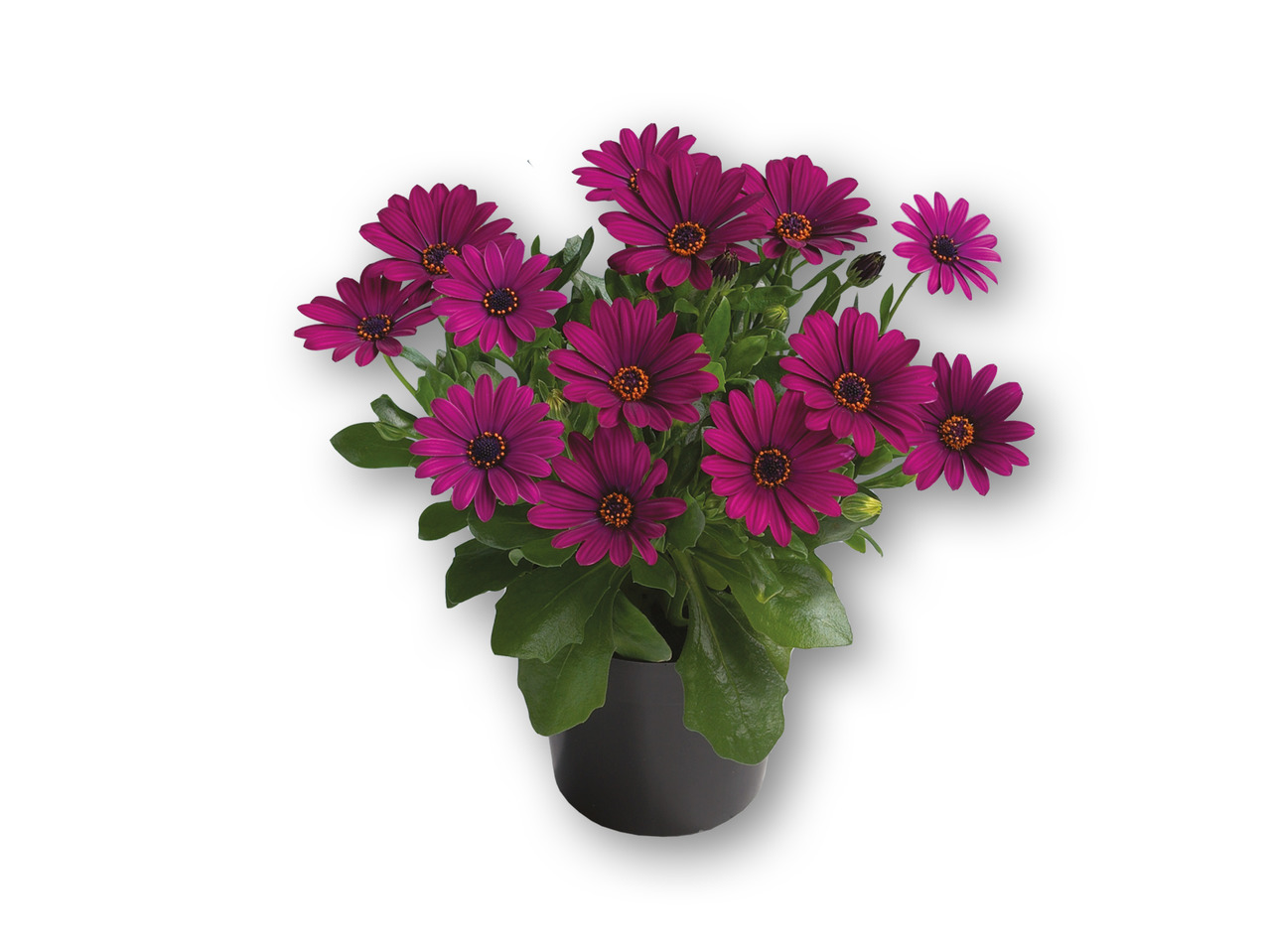 Spanske margueritter