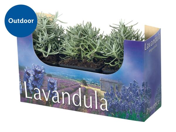 English Lavender