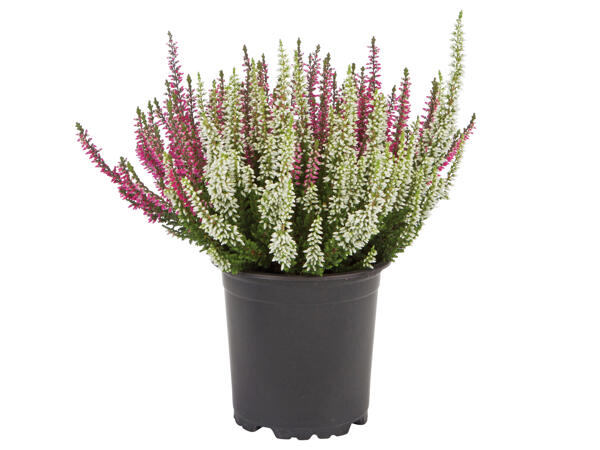 Calluna Vulgaris