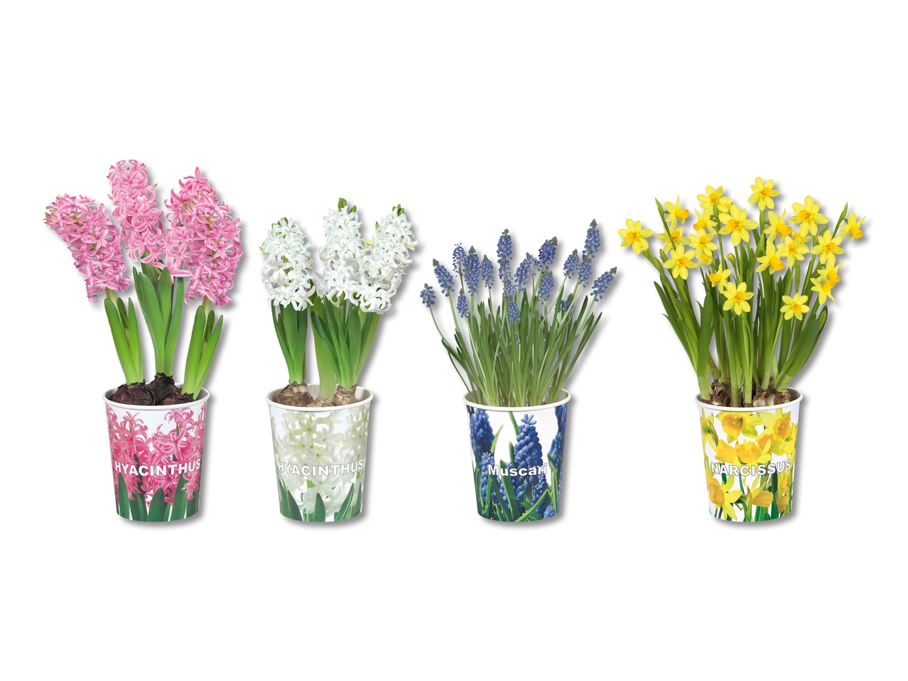 Bulbes de fleur dans un pot en carton