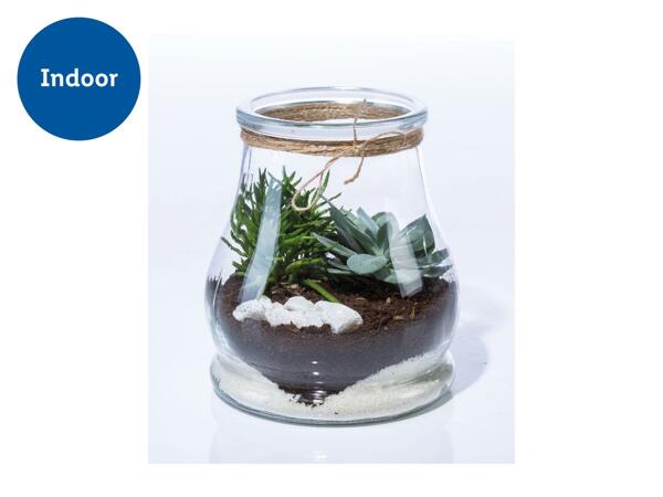 Mini Garden Terrarium