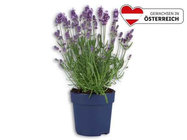 Lavendel angustifolia