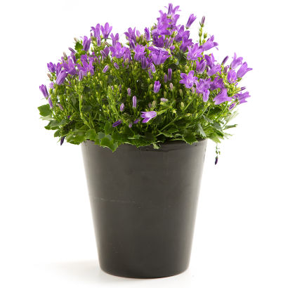 Campanula