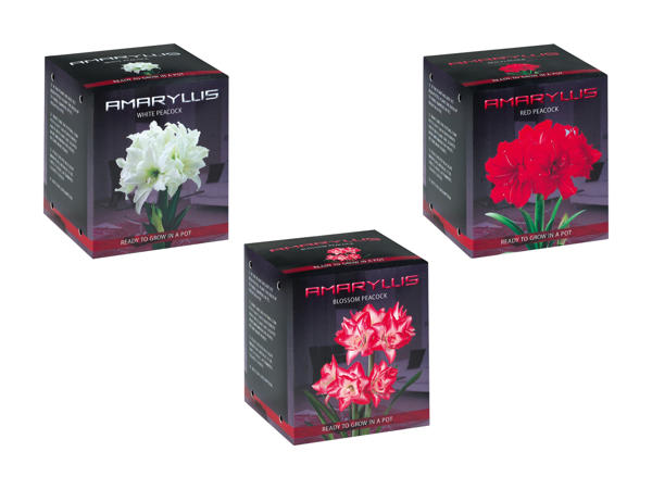 Bulbe d'amaryllis dans une boîte en carton