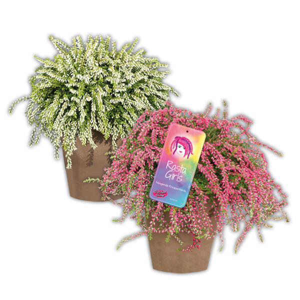 Hängende Calluna Rasta Girls(R)