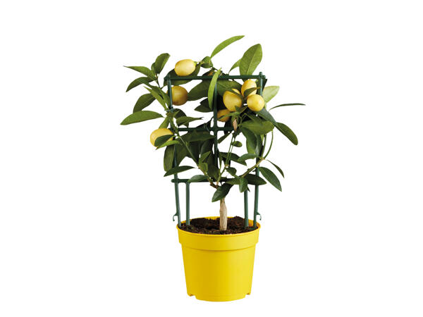 Mediterranean Citrus Plants
