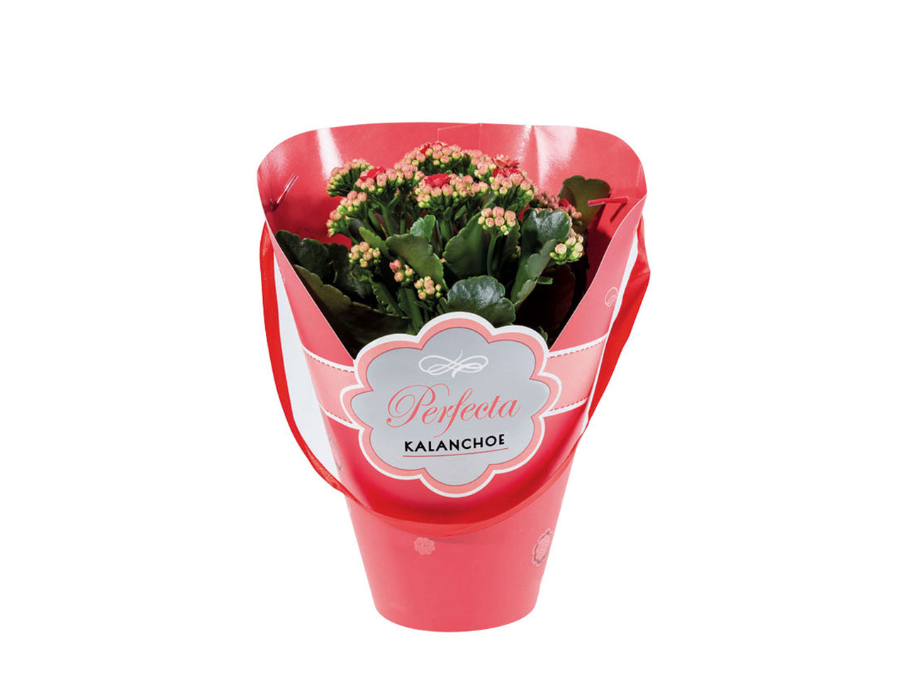 Kalanchoe in geschenkverpakking