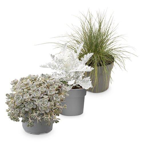 GARDENLINE Silberne Herbstpflanzen