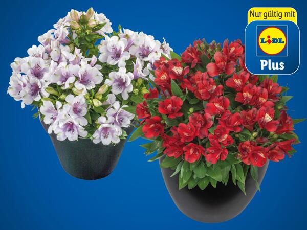 Alstromeria