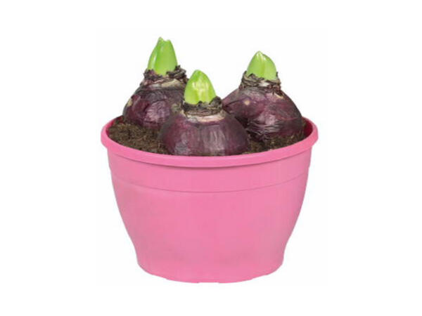British Potted Hyacinth Bulbs