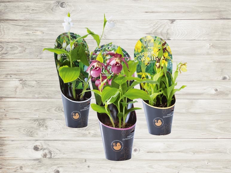 Orchidées de jardin (dès 21.4.)