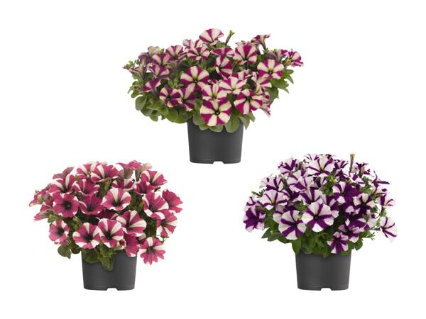Petunia bicolore (non disponibile in tutte le filiali)