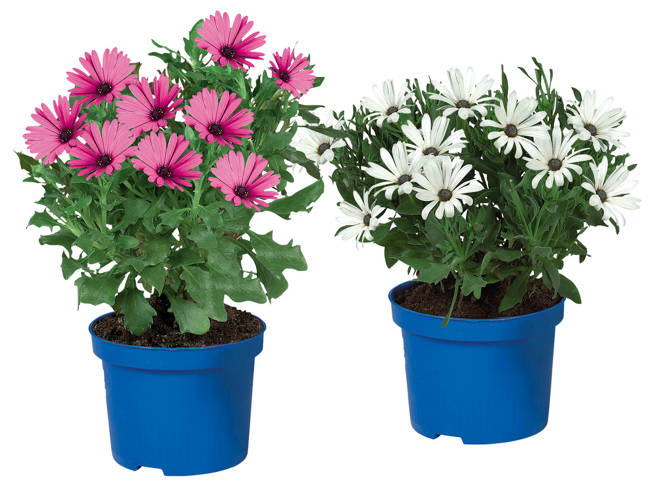 Osteospermum (Kapmargerite)