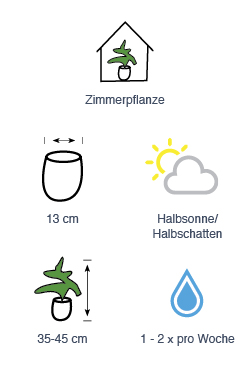 Zimmerpflanze