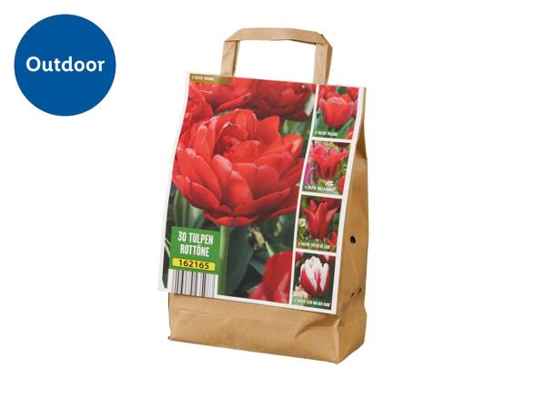 Tulip Bulbs - Red