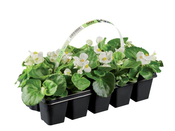 Garden Plants