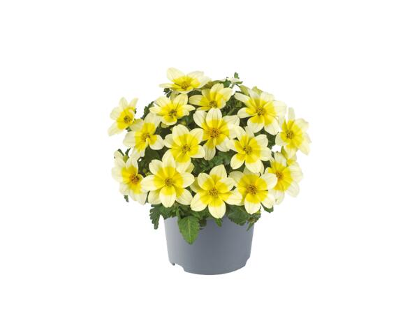 Bidens Mix