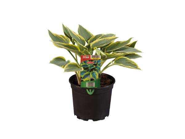 Hosta