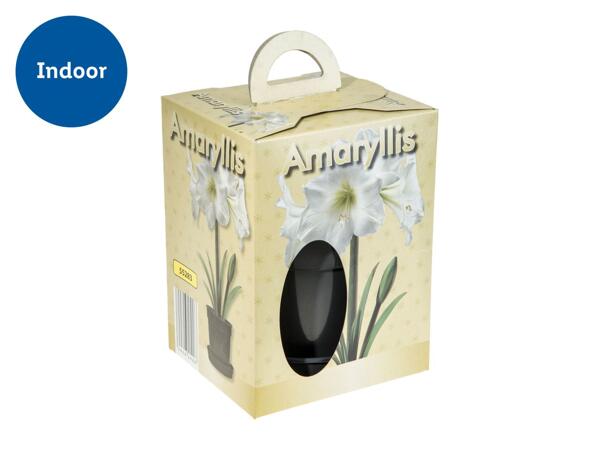 Grow Your Own Amaryllis