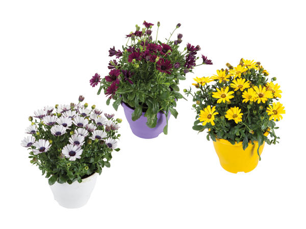Osteospermum "Ton sur ton"