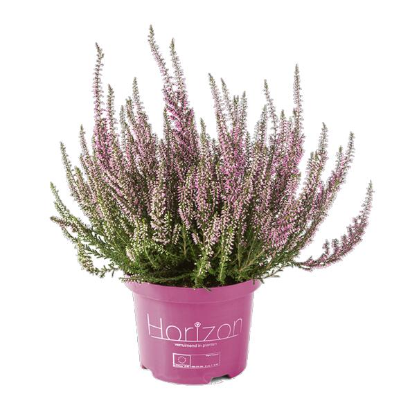 Heideplant