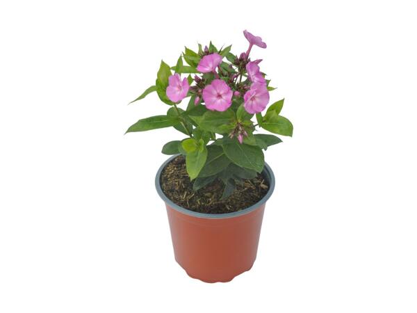 Phlox Paniculata Sweet Summer