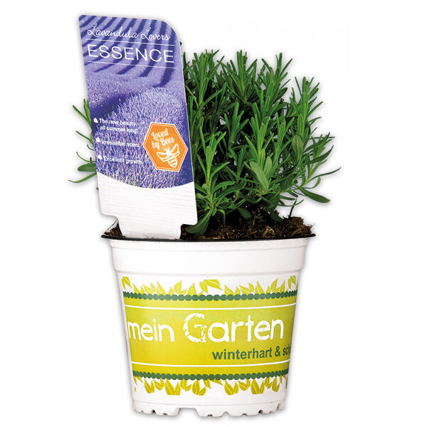 Garten Lavendel "Lavandula"