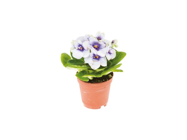 Mini Flowering Plants