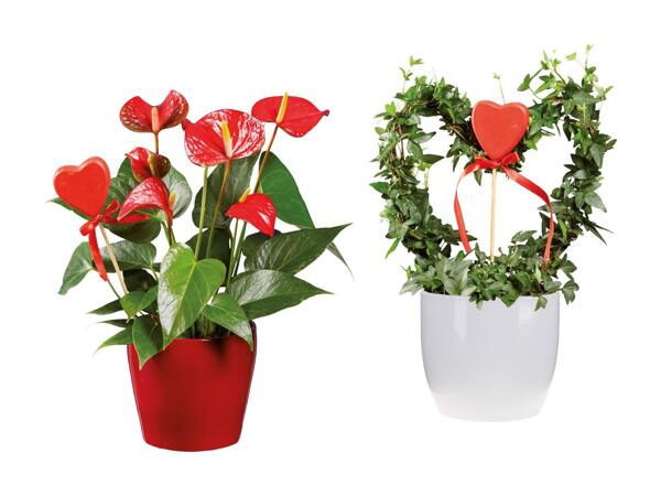 Plante i keramik