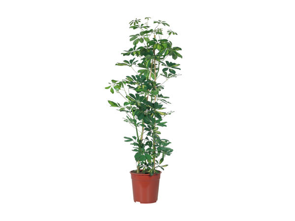 Large Green Houseplant1