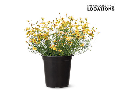Spring Perennial Assortment
