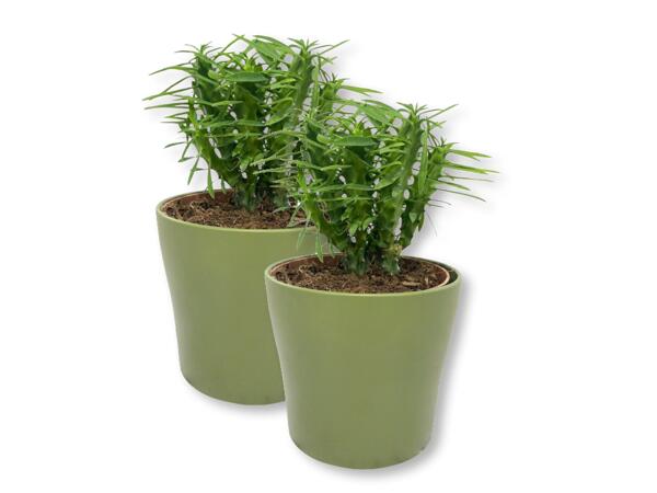 Euphorbia Lactea