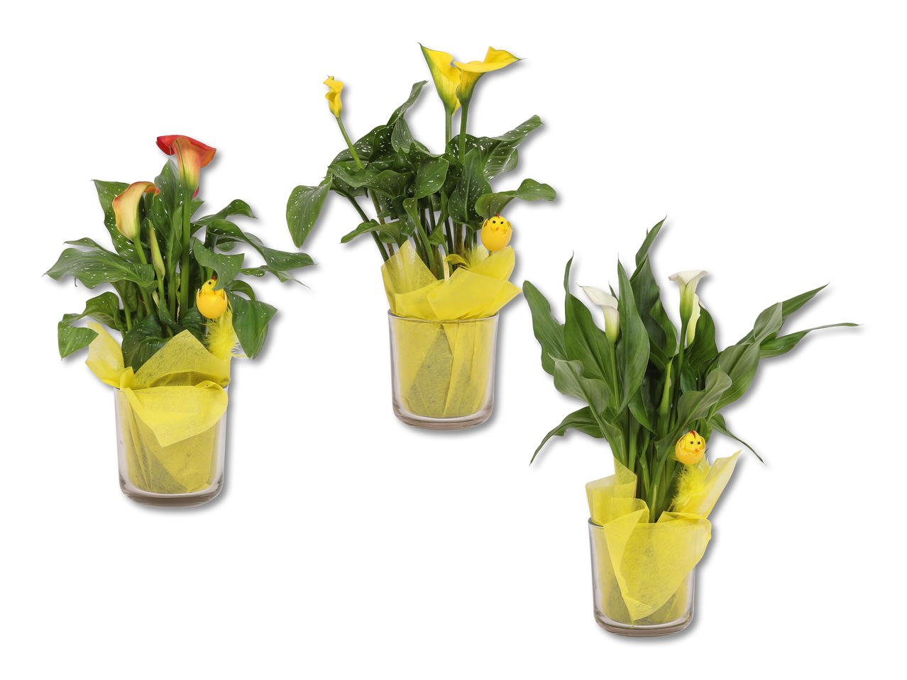 Calla dans un verre avec poussin