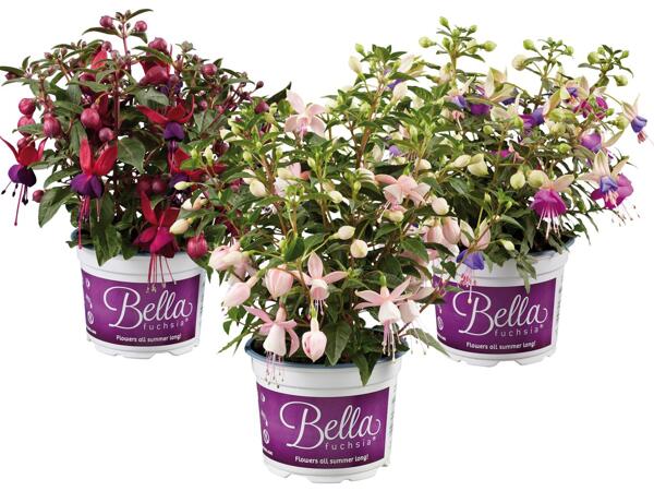Fuchsie (stehend oder hängend)