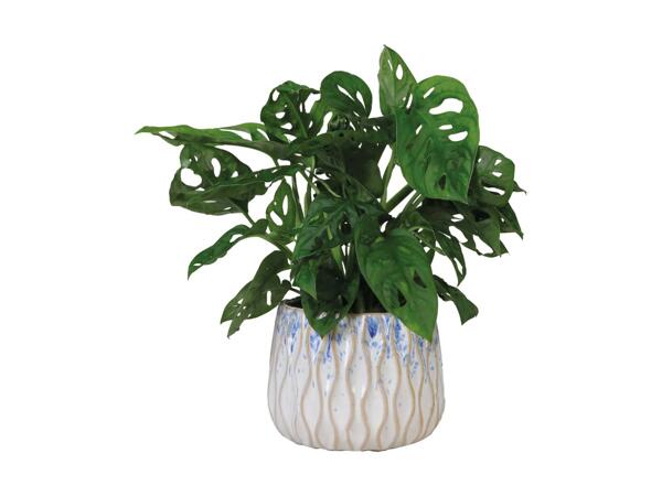 Grøn plante i keramik