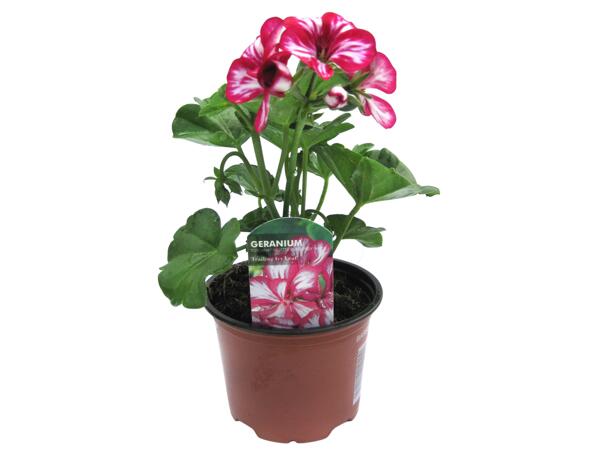 Ivy Leaf Geranium