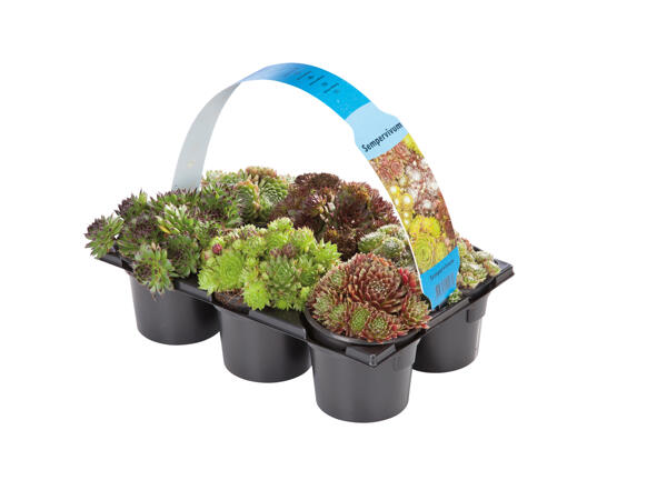 Mixed Sempervivum