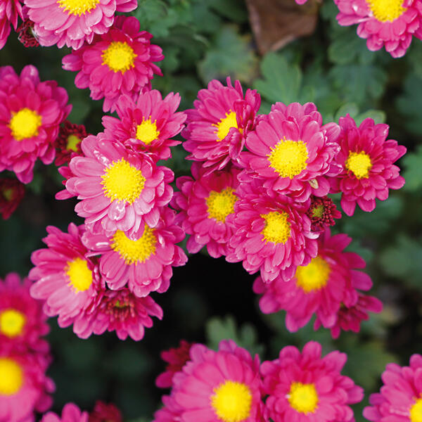 Topfchrysantheme